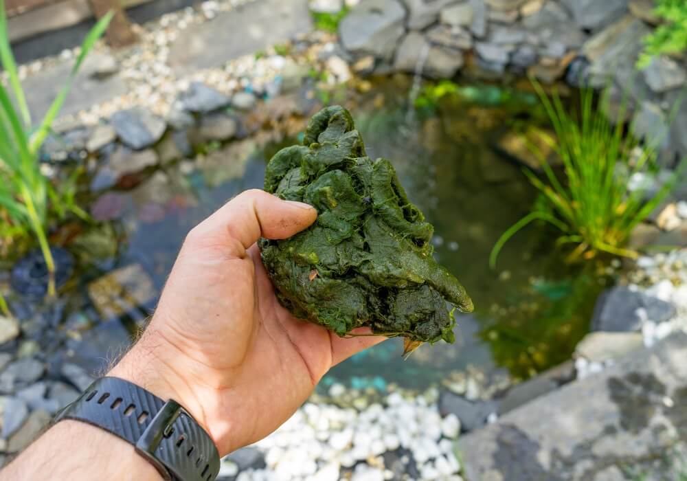 řasy v zahradním jezírku Kata Pond
